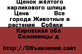 Щенок жёлтого карликового шпица  › Цена ­ 50 000 - Все города Животные и растения » Собаки   . Кировская обл.,Соломинцы д.